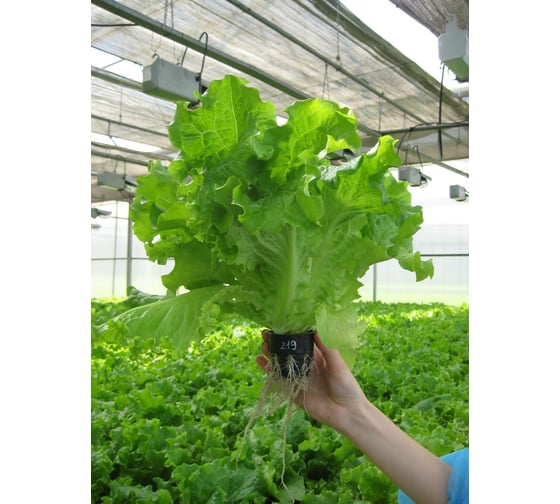 Семена салата ELITE PLANT-BREEDING & SEED PRODUCTION Co. Нефрит батавия темно-зеленого 1900 шт эс мини 10710936