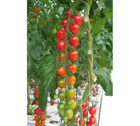 Семена сливовидного томата черри ELITE PLANT-BREEDING & SEED PRODUCTION Co. Пейнтбол f1 10 шт эс мини 1026994901