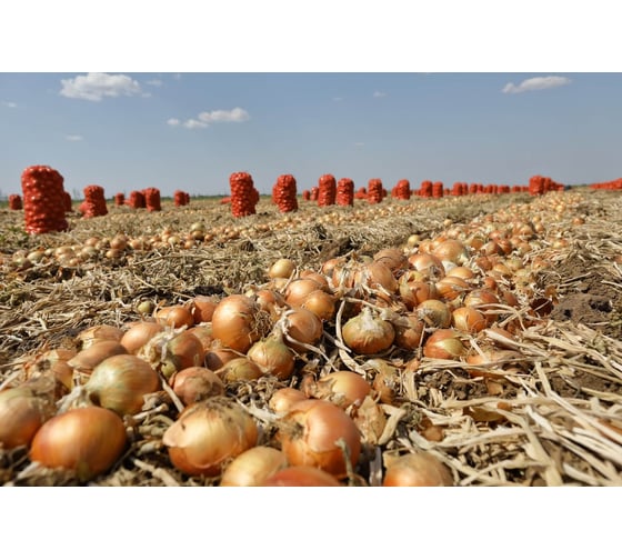 Семена лука репчатого желтого ELITE PLANT-BREEDING & SEED PRODUCTION Co. Центавр f1 20 г эс мини 1070008335