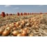 Семена лука репчатого желтого ELITE PLANT-BREEDING & SEED PRODUCTION Co. Центавр f1 20 г эс мини 1070008335 2