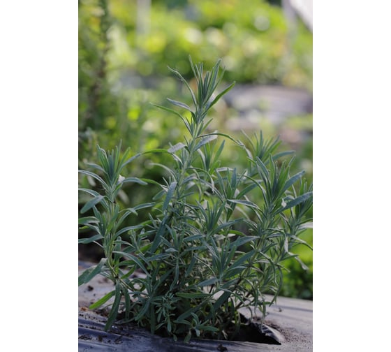 Семена розмарина ELITE PLANT-BREEDING & SEED PRODUCTION Co. Бирюса 10 г эс мини 1026995259
