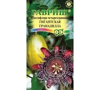 Пассифлора ГАВРИШ Гигантская гранадилла (четырехгранная) 3 шт. 1026997542