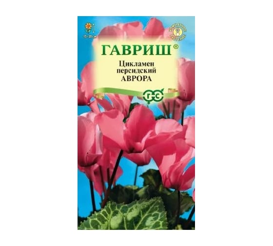 Цикламен ГАВРИШ Аврора персидский 3 шт 2483 1