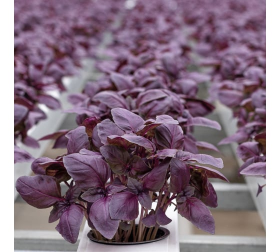Семена ELITE PLANT-BREEDING & SEED PRODUCTION Co. Жиголо базилика 10 г эс мини 1999947933