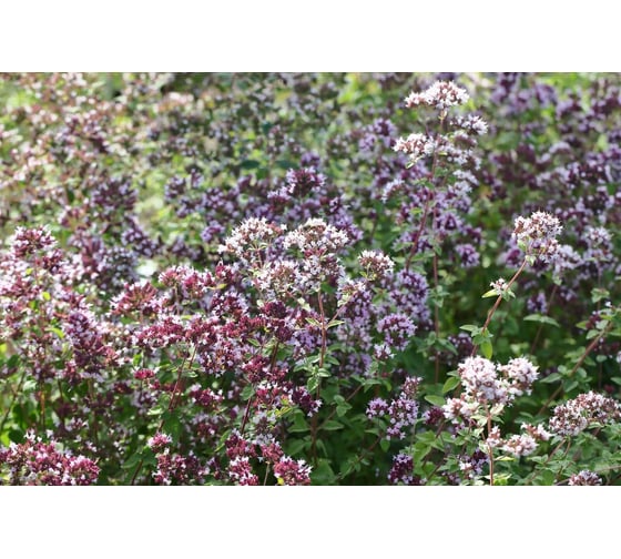 Семена ELITE PLANT-BREEDING & SEED PRODUCTION Co. Органза душицы 10 г эс мини 1026995340
