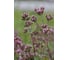 Семена ELITE PLANT-BREEDING & SEED PRODUCTION Co. Органза душицы 10 г эс мини 1026995340 3