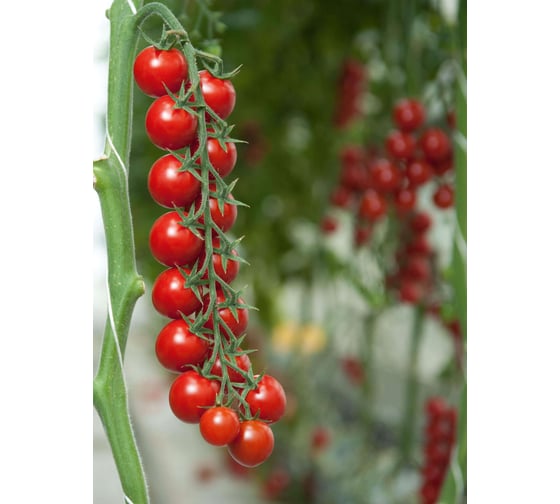 Семена ELITE PLANT-BREEDING & SEED PRODUCTION Co. Богема f1 томата 100 шт эс мини 1071859269