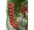 Семена ELITE PLANT-BREEDING & SEED PRODUCTION Co. Богема f1 томата 100 шт эс мини 1071859269 2