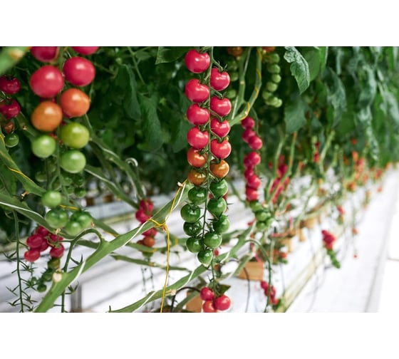 Семена ELITE PLANT-BREEDING & SEED PRODUCTION Co. Монами f1 томата 500 шт эс мини 1071863086