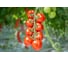 Семена ELITE PLANT-BREEDING & SEED PRODUCTION Co. Аморе f1 томата 500 шт эс мини 1071860349 2