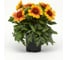 Семена ELITE PLANT-BREEDING & SEED PRODUCTION Co. Гайлардия меса брайт биколор f1 50 шт эс мини 1070016633 2