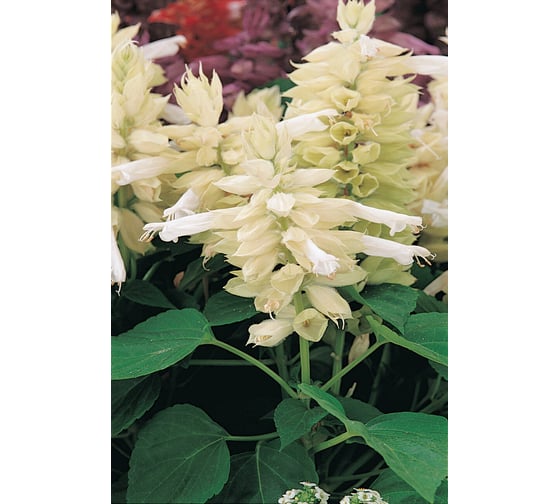 Семена ELITE PLANT-BREEDING & SEED PRODUCTION Co. Сальвия блестящая виста уайт 500 шт эс 1026994198