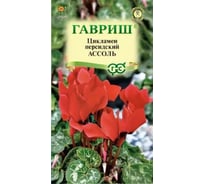 Цикламен ГАВРИШ Ассоль персидский 3 шт 2489
