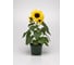 Семена ELITE PLANT-BREEDING & SEED PRODUCTION Co. Подсолнечник декорат. санбазз f1 10 шт эс мини 1070016670 3