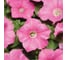 Семена ELITE PLANT-BREEDING & SEED PRODUCTION Co. Петуния многоцвет карпет пинк f1 500 шт эс 1910577 2