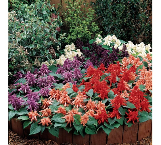 Семена ELITE PLANT-BREEDING & SEED PRODUCTION Co. Сальвия блестящая виста микс 50 шт эс мини 1070016668