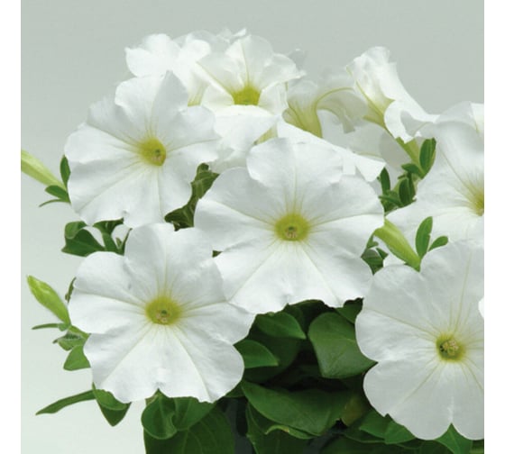 Семена ELITE PLANT-BREEDING & SEED PRODUCTION Co. Петуния многоцвет карпет уайт f1 500 шт эс 1910581