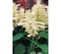 Семена ELITE PLANT-BREEDING & SEED PRODUCTION Co. Сальвия блестящая виста уайт 50 шт эс мини 1026994194 2