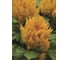 Семена ELITE PLANT-BREEDING & SEED PRODUCTION Co. Целозия перистая фирст йеллоу импровед 30 шт эс мини 1070016626 2
