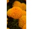 Семена ELITE PLANT-BREEDING & SEED PRODUCTION Co. Бархатцы пр. махр тайшан оранж f1 20 шт эс мини 1999943427 2