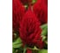 Семена ELITE PLANT-BREEDING & SEED PRODUCTION Co. Целозия перистая фирст флэйм ред 30 шт эс мини 1999949342 3