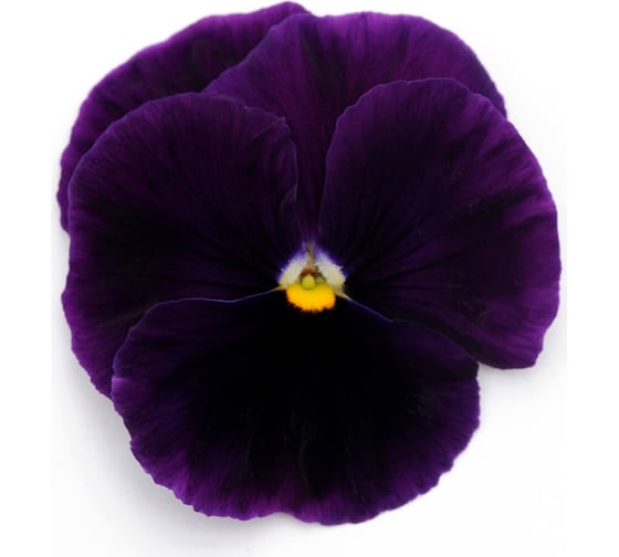 Семена ELITE PLANT-BREEDING & SEED PRODUCTION Co. Виола виттрока матрикс пепл f1 50 шт эс мини 1999942811