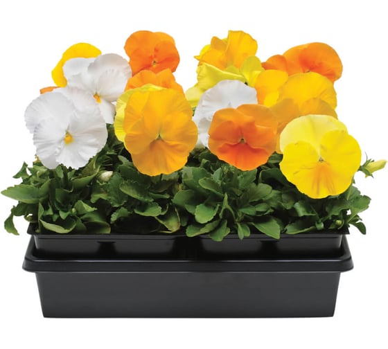 Семена ELITE PLANT-BREEDING & SEED PRODUCTION Co. Виола виттрока панола хр цитрус микс f1 50 шт эс мини 1070016647