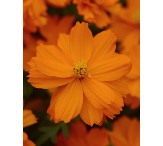 Семена ELITE PLANT-BREEDING & SEED PRODUCTION Co. Космея мандарин 250 шт эс 1026994532