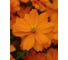Семена ELITE PLANT-BREEDING & SEED PRODUCTION Co. Космея мандарин 250 шт эс 1026994532 3