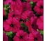 Семена ELITE PLANT-BREEDING & SEED PRODUCTION Co. Петуния многоцвет карпет вельвет f1 100 шт эс мини 1999943418 2