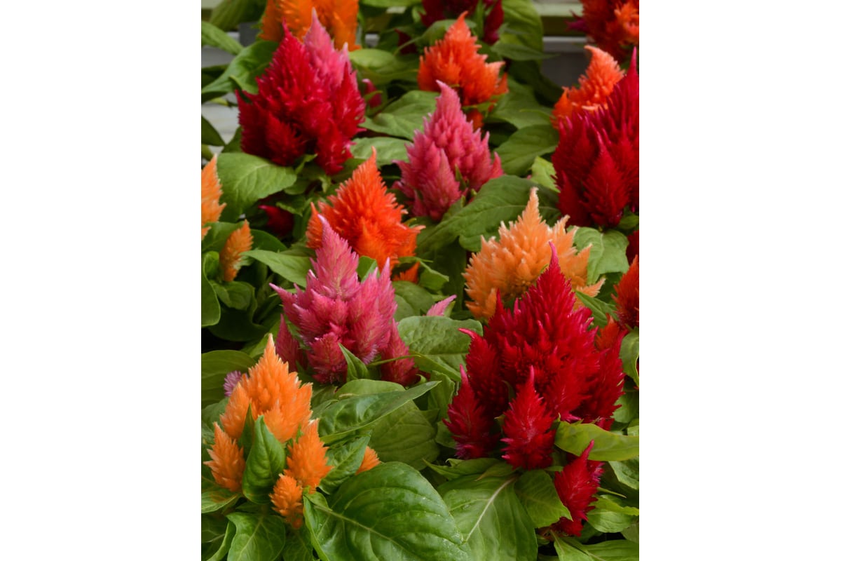 Семена ELITE PLANT-BREEDING & SEED PRODUCTION Co. Целозия перистая айс ...
