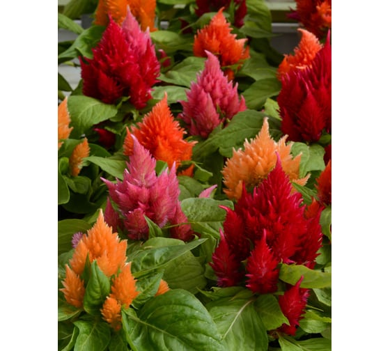 Семена ELITE PLANT-BREEDING & SEED PRODUCTION Co. Целозия перистая айс крим пинк 30 шт эс мини 1026994505
