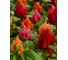 Семена ELITE PLANT-BREEDING & SEED PRODUCTION Co. Целозия перистая айс крим пинк 30 шт эс мини 1026994505 2