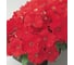 Семена ELITE PLANT-BREEDING & SEED PRODUCTION Co. Петуния многоцвет карпет брайт ред f1 500 шт эс 1910578 2