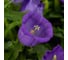 Семена ELITE PLANT-BREEDING & SEED PRODUCTION Co. Колокольчик средний кампана дип блу f1 20 шт эс мини 107079537 3