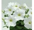 Семена ELITE PLANT-BREEDING & SEED PRODUCTION Co. Петуния многоцвет карпет уайт f1 100 шт эс мини 1999943417 2