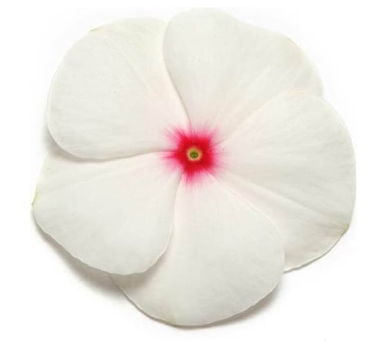 Семена ELITE PLANT-BREEDING & SEED PRODUCTION Co. Катарантус гибридный пацифика хр полка дот 70 шт эс мини 1999943236