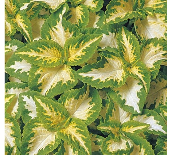 Семена ELITE PLANT-BREEDING & SEED PRODUCTION Co. Колеус блюме визард джейд 70 шт эс мини 1999943225