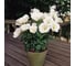Семена ELITE PLANT-BREEDING & SEED PRODUCTION Co. Эустома сапфир уайт 30 шт эс мини 1026993767 2