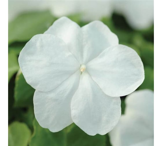 Семена ELITE PLANT-BREEDING & SEED PRODUCTION Co. Бальзамин уоллера супер элфин -хр уайт f1 250 шт эс 1910543