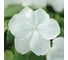 Семена ELITE PLANT-BREEDING & SEED PRODUCTION Co. Бальзамин уоллера супер элфин -хр уайт f1 250 шт эс 1910543 3
