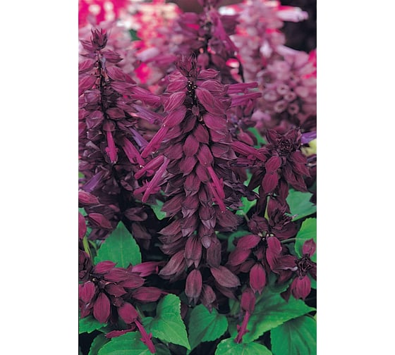 Семена ELITE PLANT-BREEDING & SEED PRODUCTION Co. Сальвия блестящая виста пепл 50 шт эс мини 1999943241