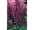 Семена ELITE PLANT-BREEDING & SEED PRODUCTION Co. Сальвия блестящая виста пепл 50 шт эс мини 1999943241 2