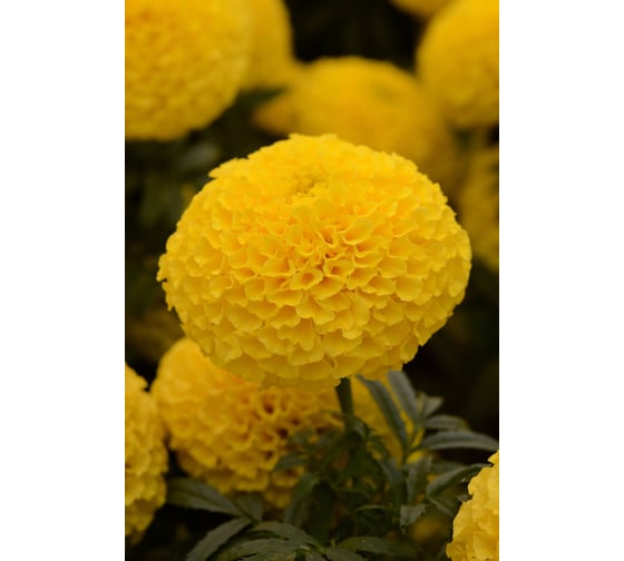Семена ELITE PLANT-BREEDING & SEED PRODUCTION Co. Бархатцы пр. махр тайшан йеллоу f1 250 шт эс 1910603