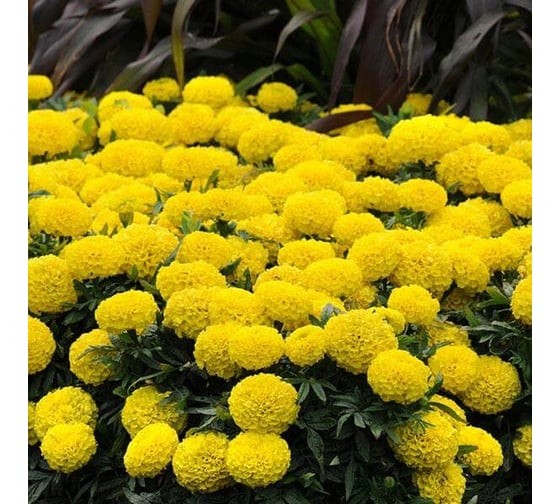 Семена ELITE PLANT-BREEDING & SEED PRODUCTION Co. Бархатцы пр. махр тайшан йеллоу f1 250 шт эс 1910603