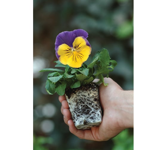 Семена ELITE PLANT-BREEDING & SEED PRODUCTION Co. Виола виттрока матрикс морфиус f1 50 шт эс мини 1026994516 1