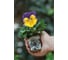 Семена ELITE PLANT-BREEDING & SEED PRODUCTION Co. Виола виттрока матрикс морфиус f1 50 шт эс мини 1026994516 1