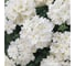 Семена ELITE PLANT-BREEDING & SEED PRODUCTION Co. Вербена гибридная кварц xp уайт 30 шт эс мини 1999943422 2