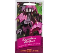 Родохитон ГАВРИШ Пурпурные фонарики 4 шт. Блэк 1071858142