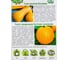 Тыква ГАВРИШ Жемчужина, мускатная 1.0 г+Кустовая оранжевая 1.0 г Дуэт 1026999194 3